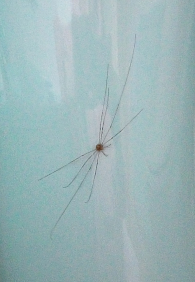 The long-legged visitor that I didn't tell Elly about!